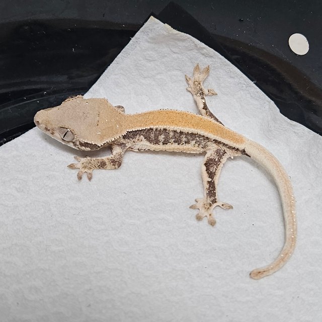 릴리100%헷아잔틱 솔리드백