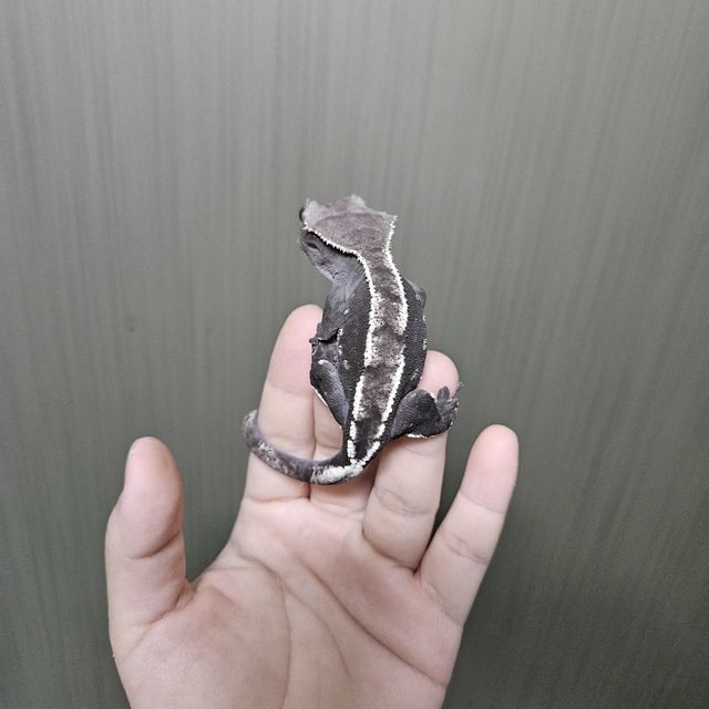 아잔틱