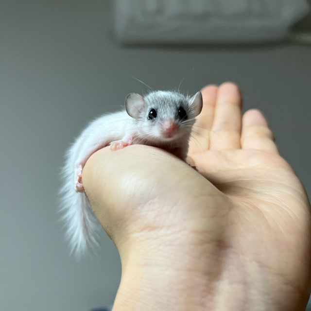 하이 화이트