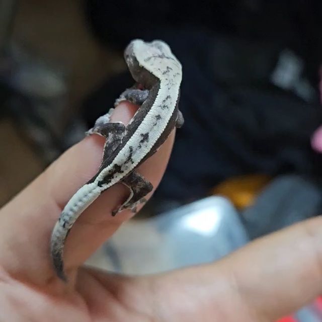 아잔틱