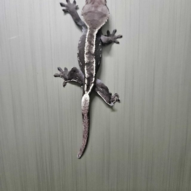 아잔틱