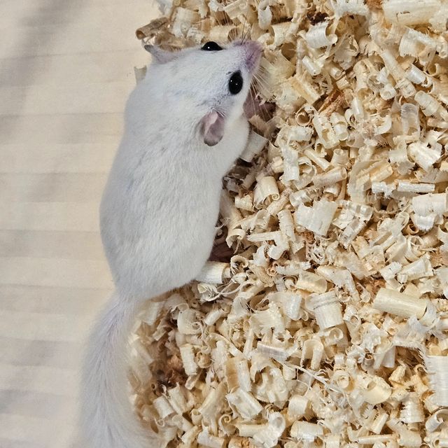 루시스틱