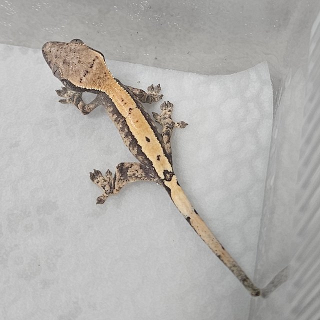 세이블 100%헷아잔틱