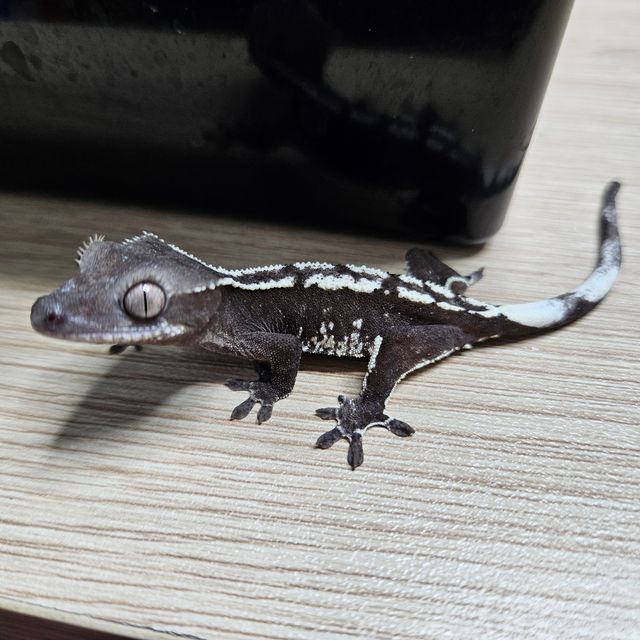 아잔틱