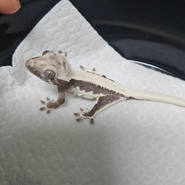 릴잔틱 솔리드백