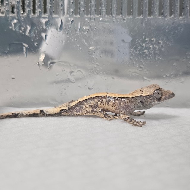 세이블 100%헷아잔틱