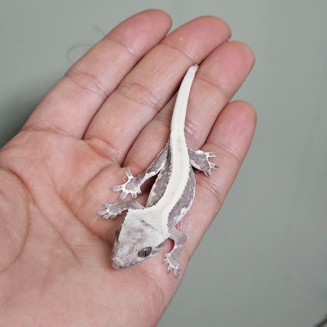 릴잔틱 솔리드백