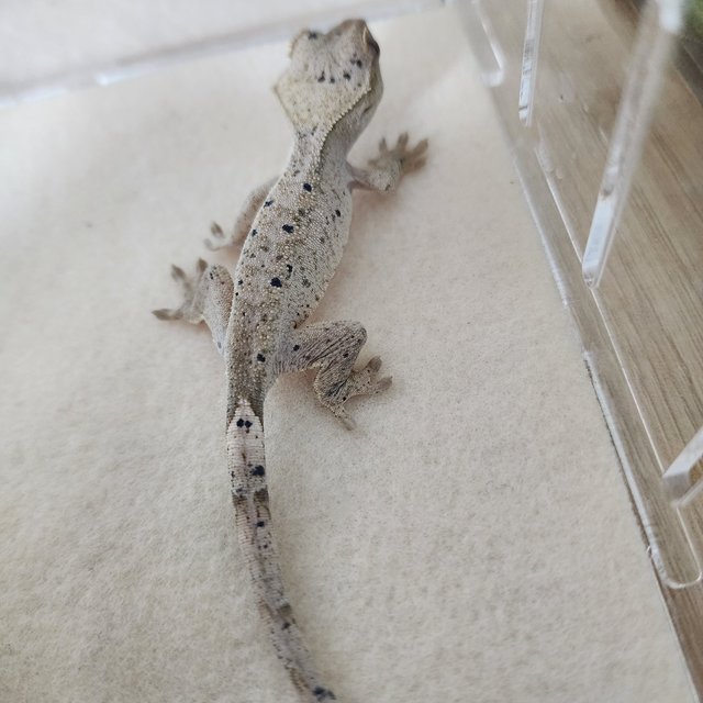 릴리100%헷아잔틱 슈퍼달마시안 달마시안 크림