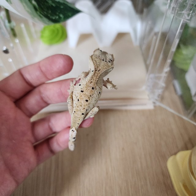 릴리100%헷아잔틱 슈퍼달마시안 달마시안 크림