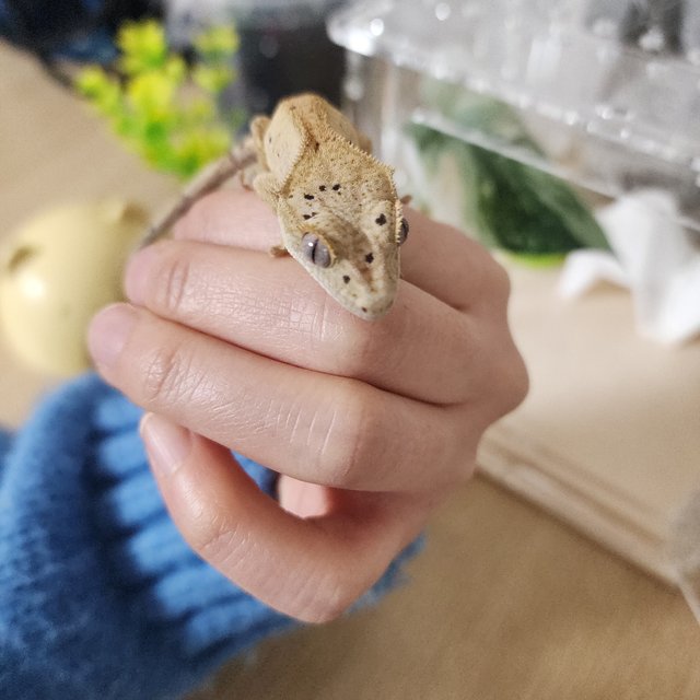 릴리100%헷아잔틱 슈퍼달마시안 달마시안 크림