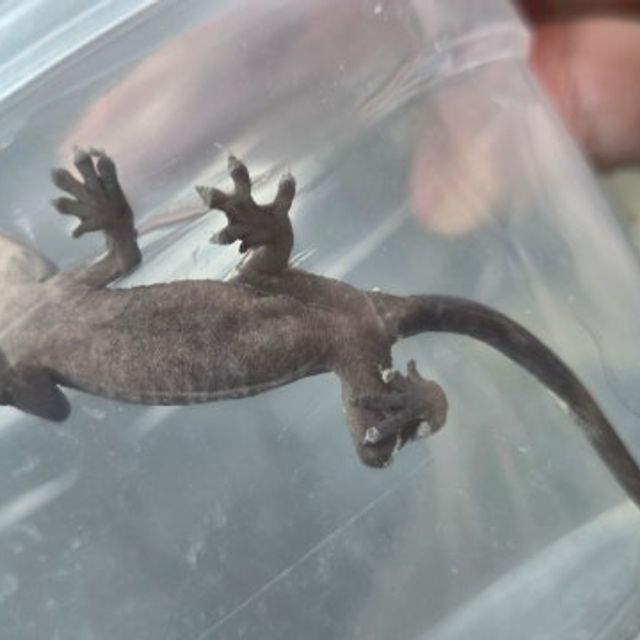 아잔틱