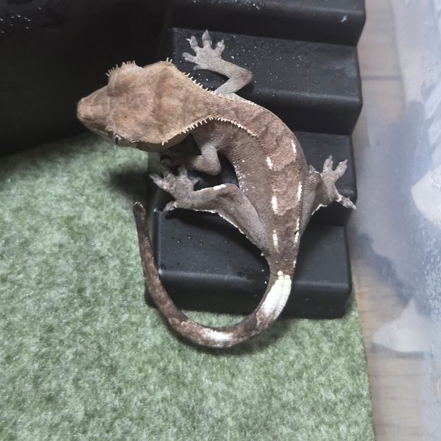 아잔틱