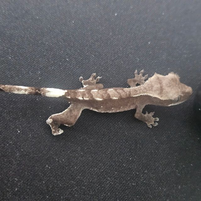 아잔틱