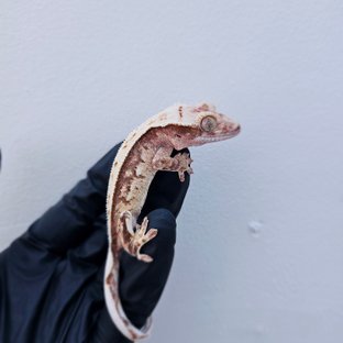 노멀 쿼드 풀핀