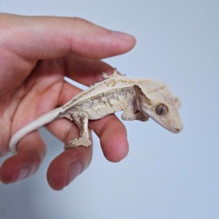 노멀 쿼드 풀핀