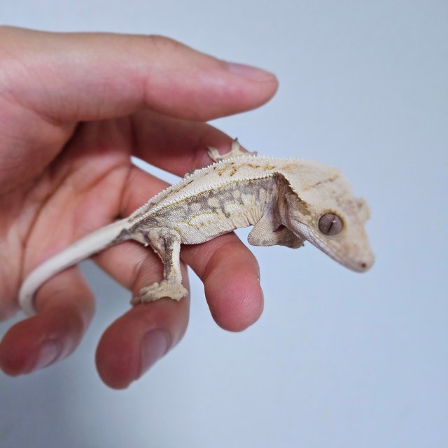 노멀 쿼드 풀핀