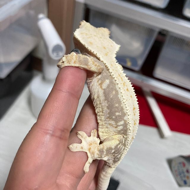 릴리화이트