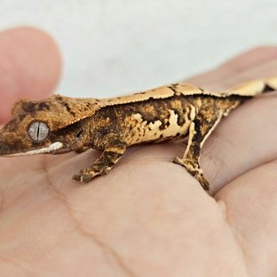 노멀 트라이 익스트림할리퀸 핀스트라이프