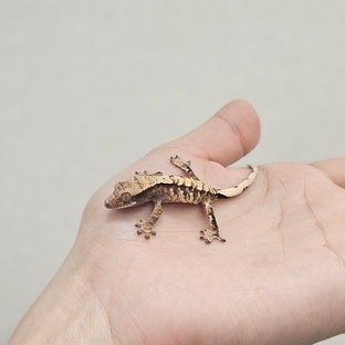 노멀 트라이 익스트림할리퀸