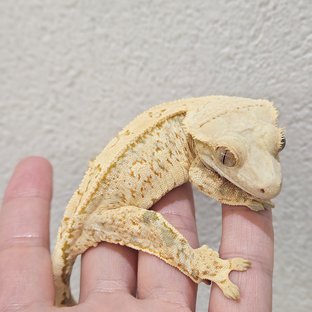 에테