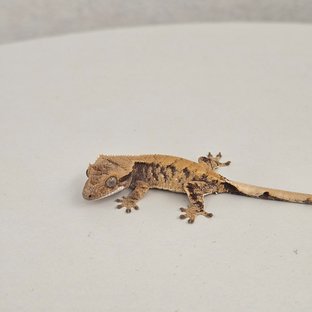 노멀 트라이 익스트림할리퀸