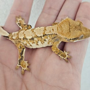 노멀 트라이 드리피 화이트스팟 화이트크라운 익스트림할리퀸