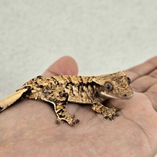 노멀 트라이 익스트림할리퀸 드리피