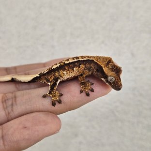 노멀 트라이 익스트림할리퀸 핀스트라이프