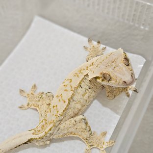 백야