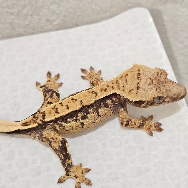 노멀 트라이 화이트스팟