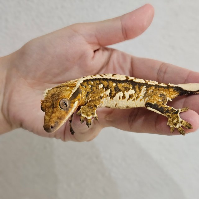 노멀 트라이 익스트림할리퀸 텐저린