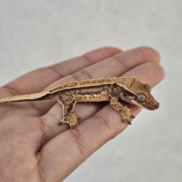 노멀 쿼드 드리피 화이트스팟 트라이