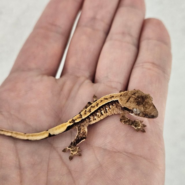 노멀 화이트스팟 핀스트라이프 풀핀