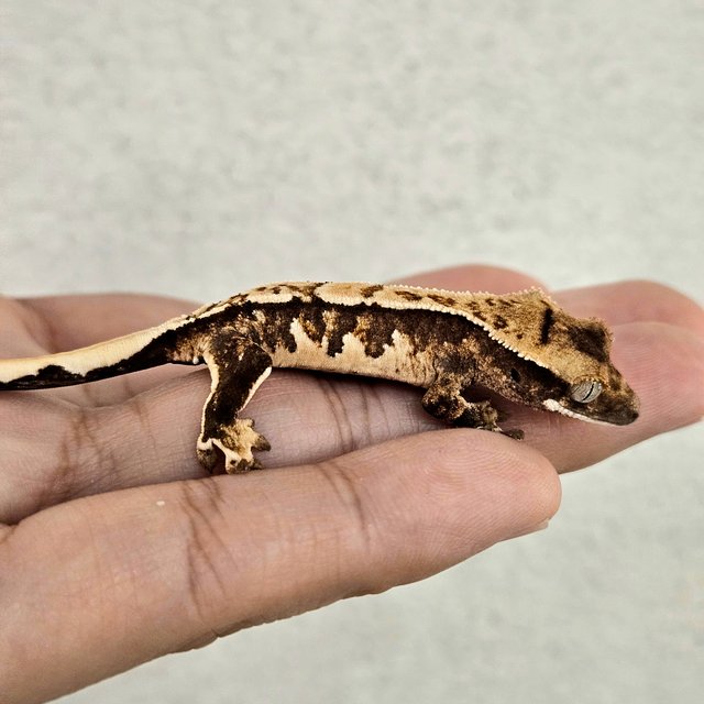 노멀 트라이 핀스트라이프 화이트스팟