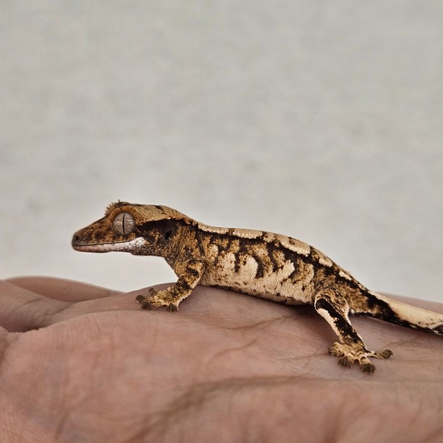 노멀 트라이 익스트림할리퀸