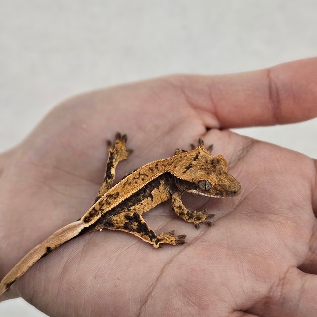 노멀 쿼드 풀핀 트라이