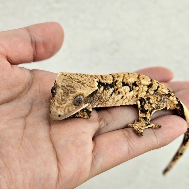 노멀 트라이 익스트림할리퀸 드리피