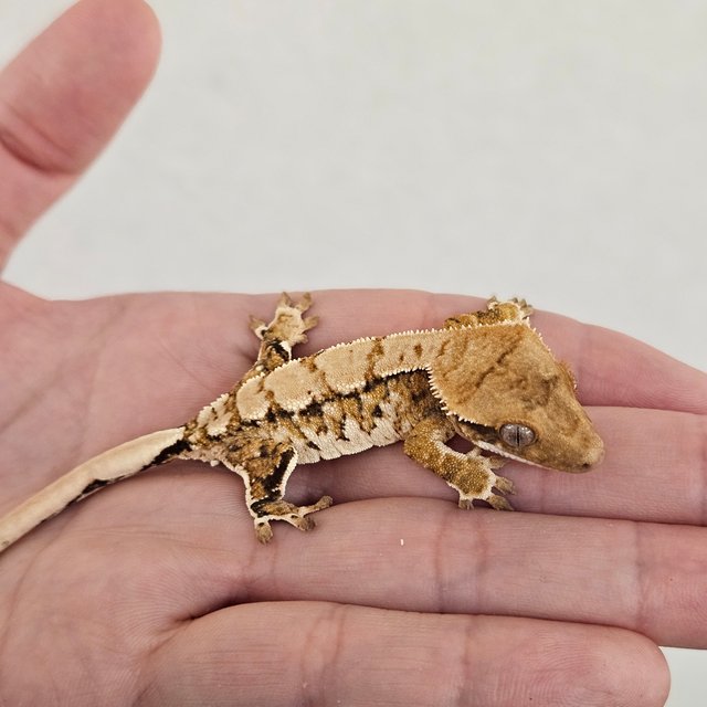 노멀 트라이 드리피 화이트스팟 화이트크라운 익스트림할리퀸