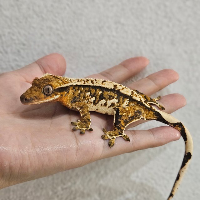 노멀 트라이 익스트림할리퀸 텐저린