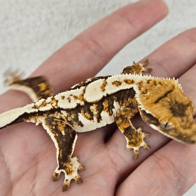 노멀 화이트핀 화이트스팟