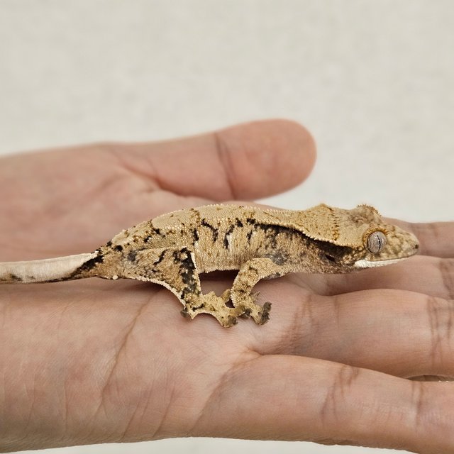 노멀 트라이 익스트림할리퀸