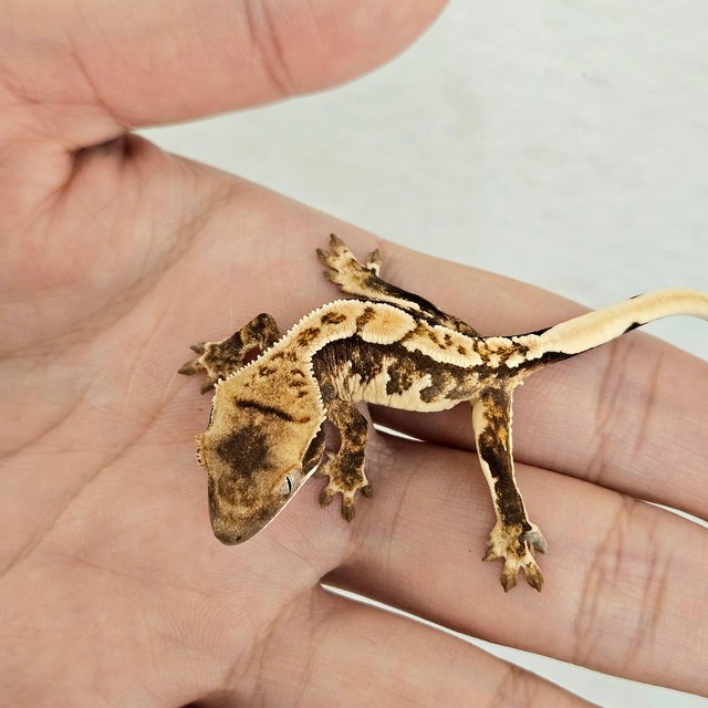 노멀 트라이 핀스트라이프 화이트스팟