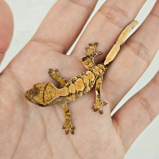 노멀 트라이 익스트림할리퀸