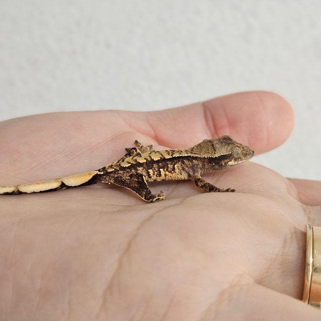 노멀 트라이 익스트림할리퀸