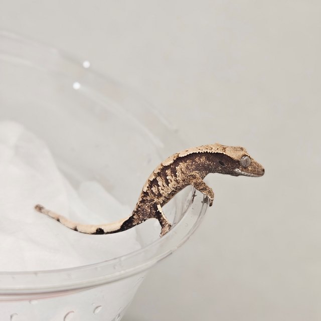 노멀 트라이 익스트림할리퀸