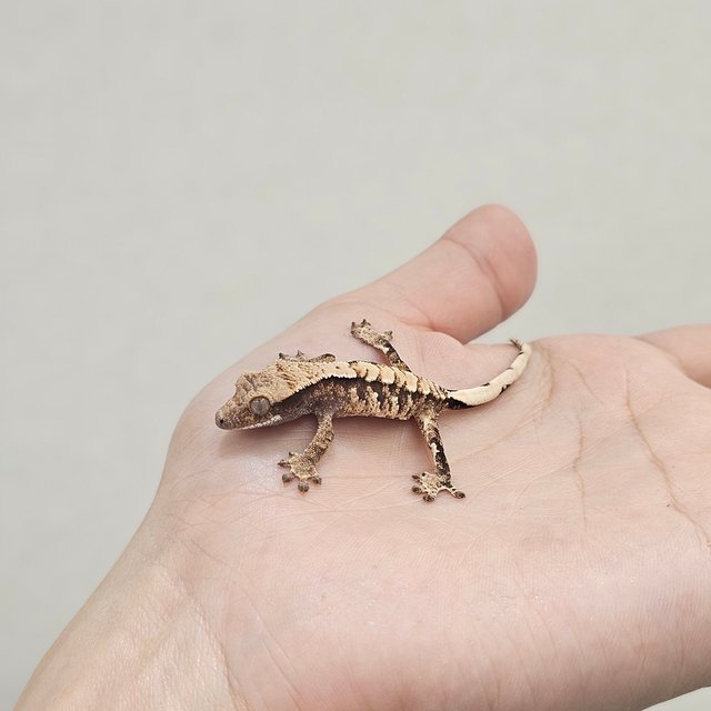 노멀 트라이 익스트림할리퀸