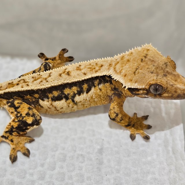 노멀 풀핀 쿼드 트라이