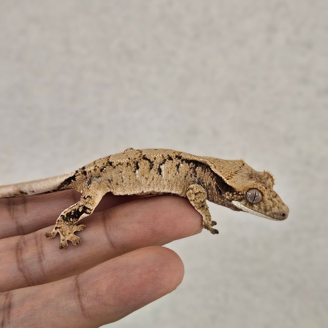 노멀 트라이 익스트림할리퀸