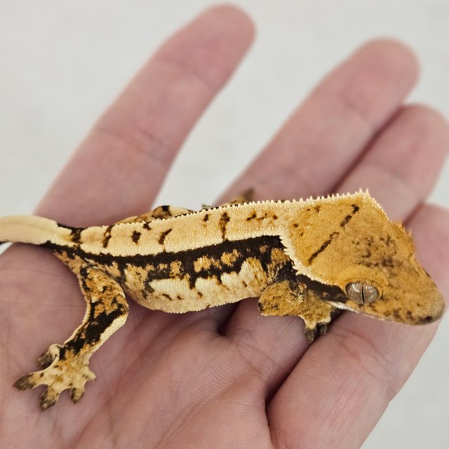 노멀 트라이 화이트스팟 쿼드 화이트크라운