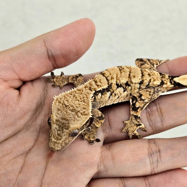 노멀 트라이 익스트림할리퀸 드리피